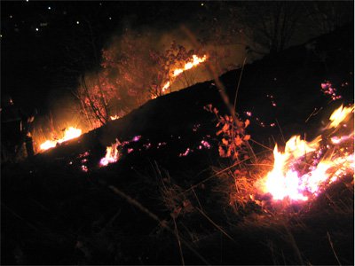 waldbrand-trams2.jpg