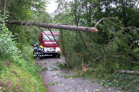 Umgestürzter Baum blockierte die Straße auf die Trams
