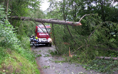Umgestürzter Baum blockierte die Straße auf die Trams