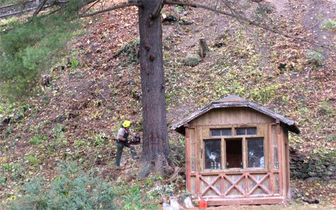 Holz- und Sicherungsarbeiten im Stadtgebiet