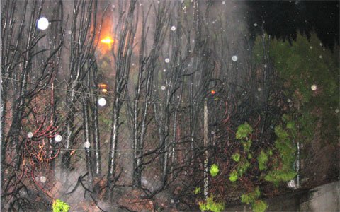 Brand einer Hecke in Landeck