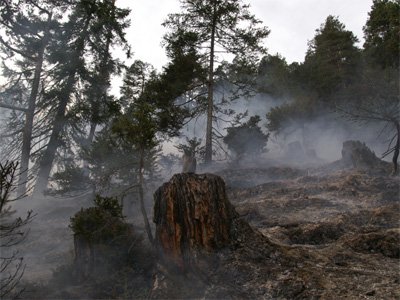 waldbrand-grins21.jpg