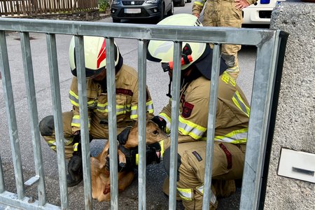 Tierrettung: Reh aus Schiebetor befreit