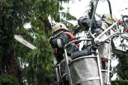 Sturmböhe reißt Baum aus