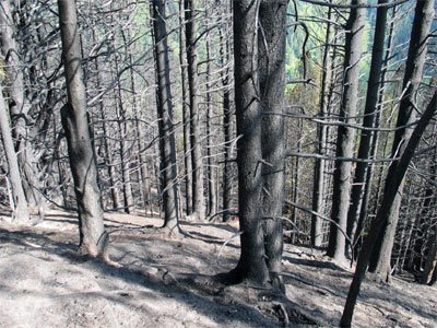 waldbrand-pfunds8.jpg