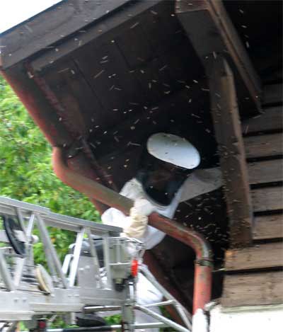 "Führerloser" Bienenschwarm im Gramlach
