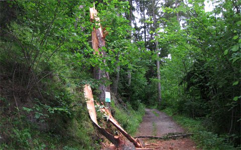 Umgestürzter Baum blockierte die Straße auf die Trams
