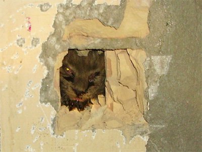 Feuerwehr Landeck rettet Katze aus Kamin